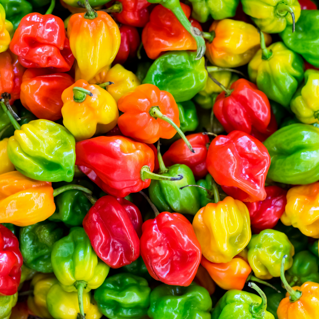 Overhead view of piles of red, orange, yellow, and green peppers