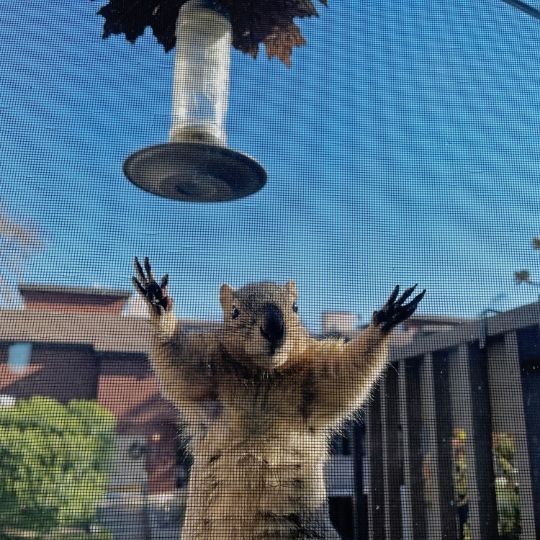Squirrel hanging from a porch screen, with bird feeder in background