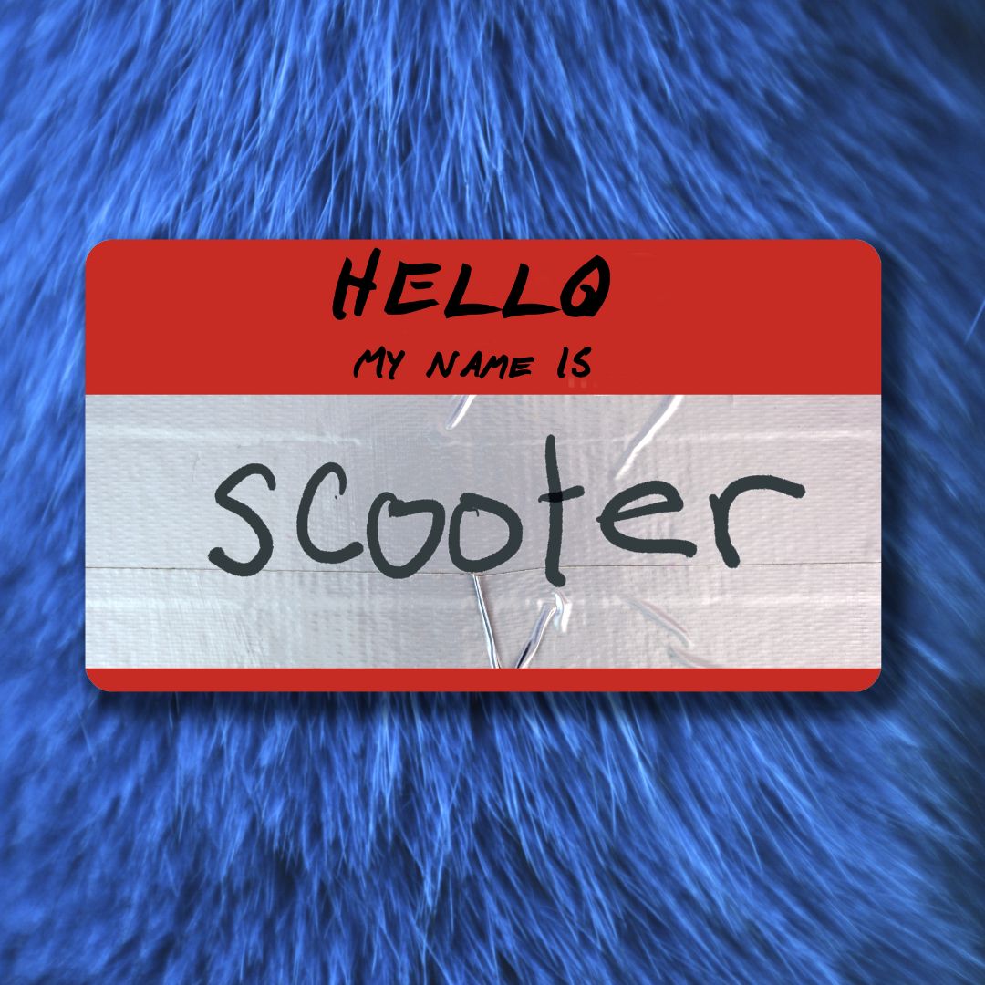 a "hello-my-name-is" name badge on blue fur.
